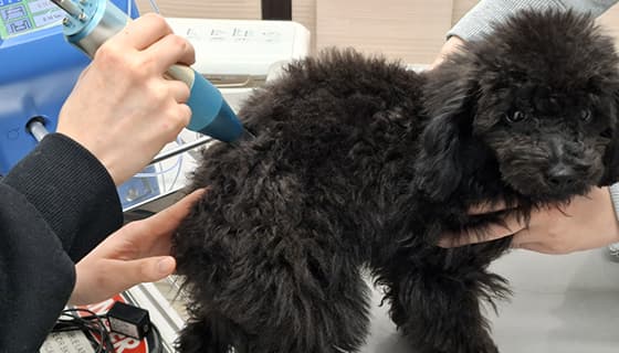 レーザー/可視総合光